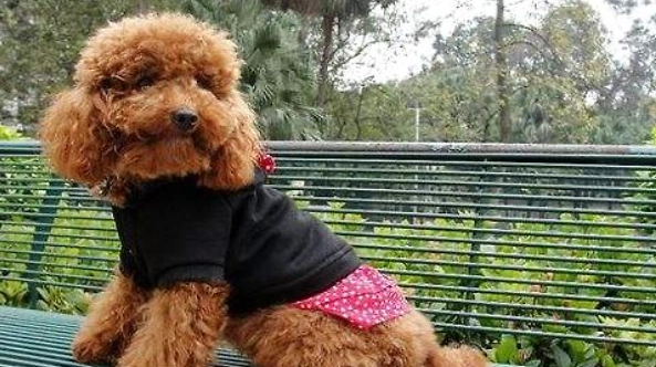 巨型貴賓健康問題