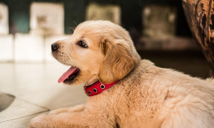 大型犬鈣質補充