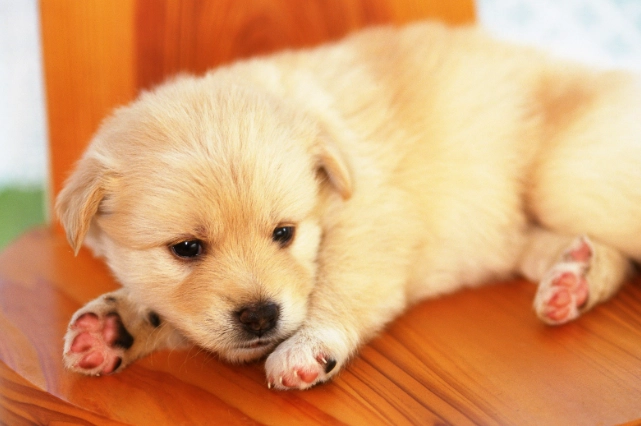 狗狗紅蘿蔔餵食量