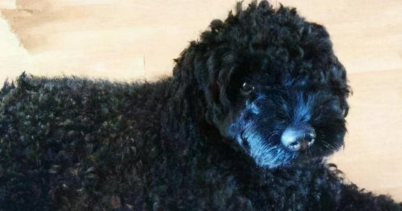 安撫焦慮狗狗方法