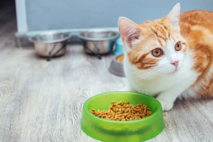 貓飼料安全 貓飼料安全