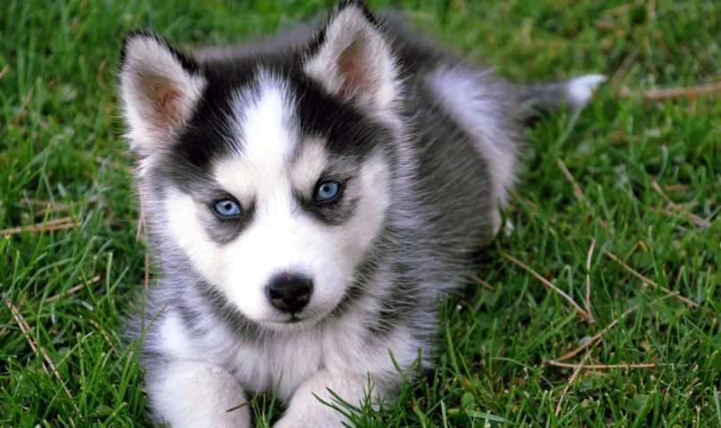 狗狗圖鑑：完整犬種介紹與實用選擇指南，找到你的理想伴侶