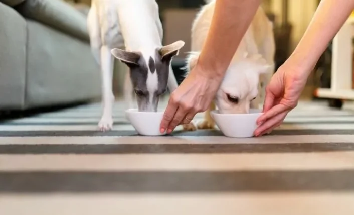 老狗不吃飯怎麼辦