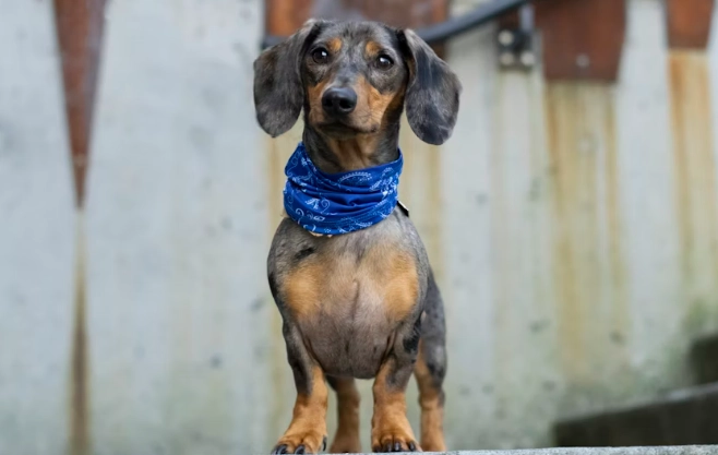 臘腸狗椎間盤疾病 臘腸狗椎間盤疾病