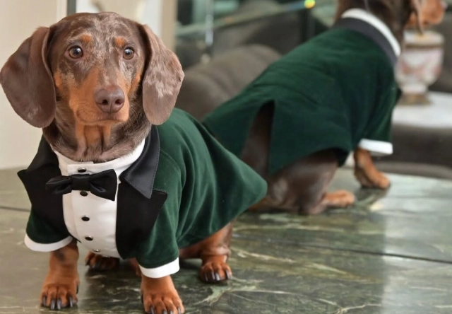 臘腸狗健康管理 臘腸狗健康管理