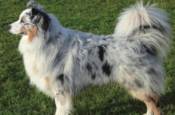 澳洲牧羊犬 訓練