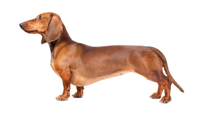 臘腸狗健康體重