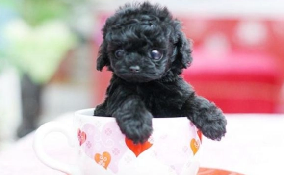 茶杯犬飼養困難