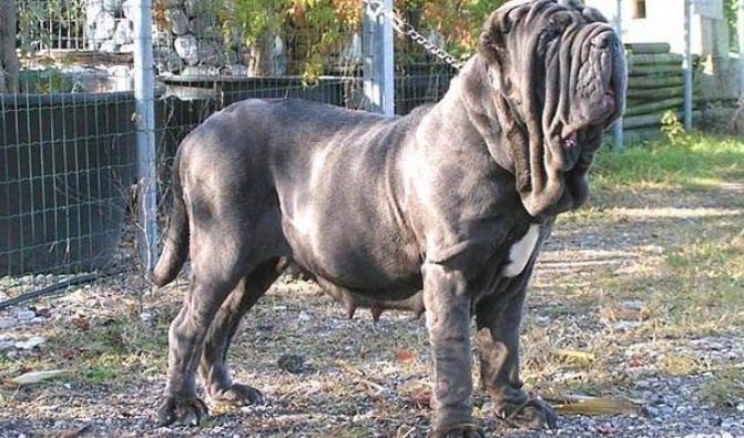 飼養兇狗注意事項