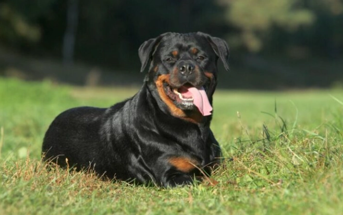 羅威納飼養指南