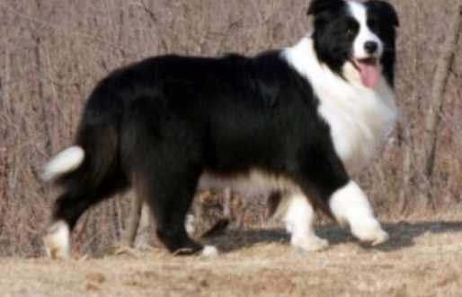 牧羊犬智商排名 牧羊犬智商排名