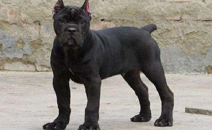 凶狗飼養注意事項