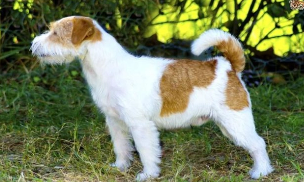 帕森羅素梗性格 帕森羅素梗性格