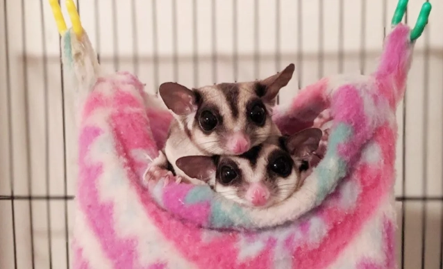 蜜袋鼯飲食禁忌