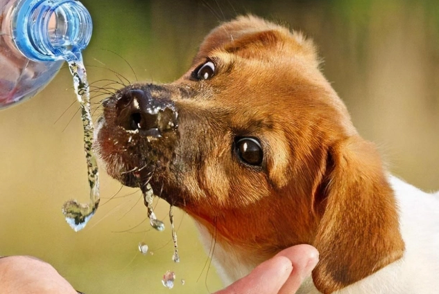 如何讓狗狗多喝水 如何讓狗狗多喝水