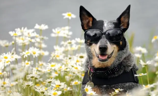 澳牧毛色種類 澳牧毛色種類