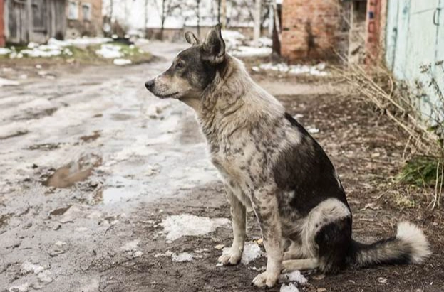 犬乳腺瘤破裂症狀