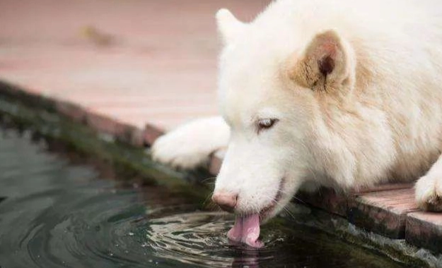 高齡犬飲水
