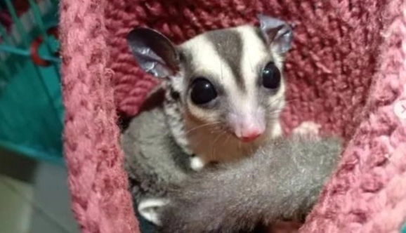 蜜袋鼯幼崽照顧