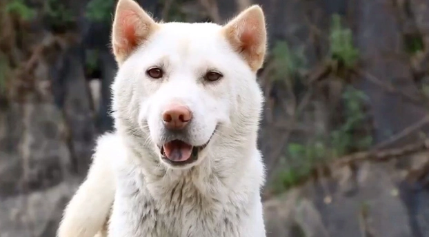 德國牧羊犬護衛