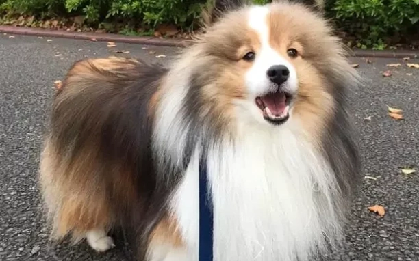 喜樂蒂牧羊犬壽命