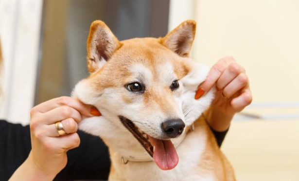 中型犬推薦 中型犬推薦