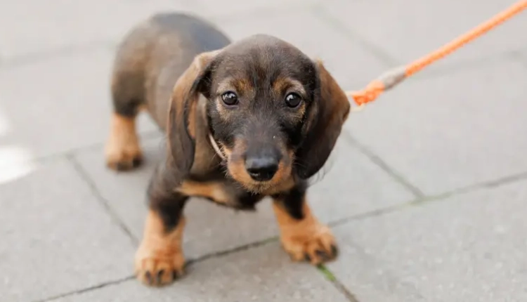 臘腸狗椎間盤疾病 臘腸狗椎間盤疾病