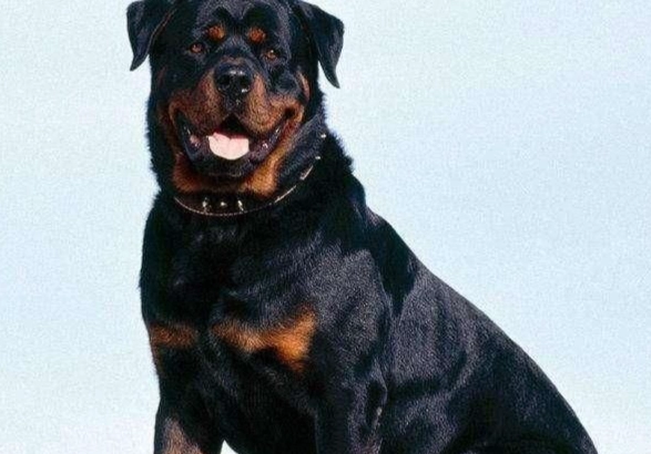 羅威納犬平均壽命