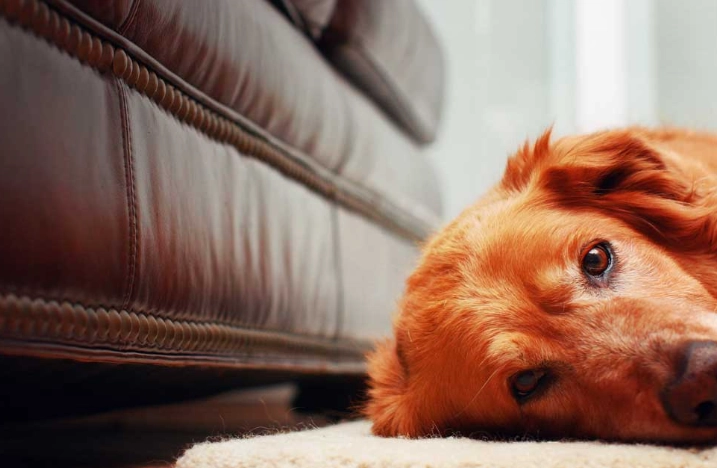 寵物腫瘤破裂處理