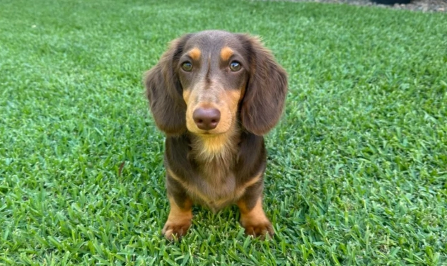 狗狗癱瘓症狀 狗狗癱瘓症狀