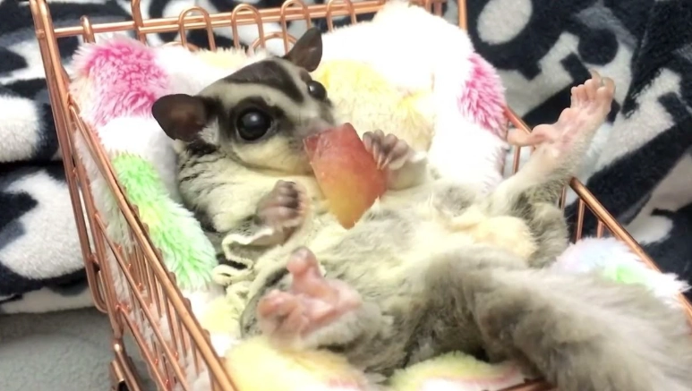 蜜袋鼯飲食禁忌 蜜袋鼯飲食禁忌