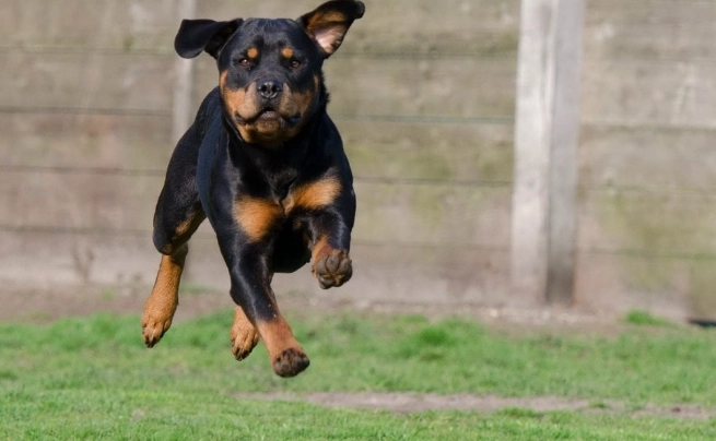 羅威納犬缺點 羅威納犬缺點