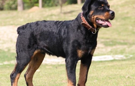 羅威納平均壽命