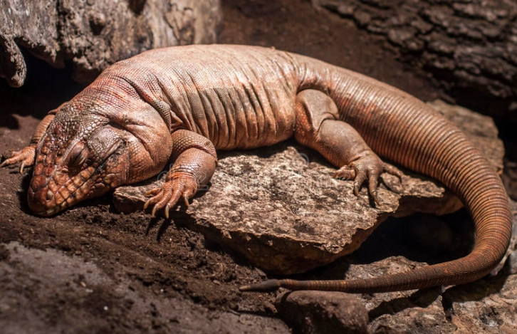 特殊寵物申請流程