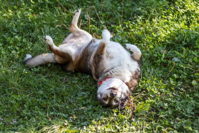 狗乳腺腫瘤治療