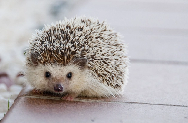 刺蝟鼠飼養 刺蝟鼠飼養