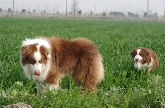 迷你美國牧羊犬飼養