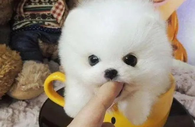 茶杯犬健康 茶杯犬健康