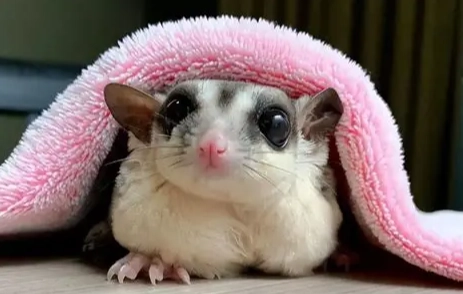 蜜袋鼯飼養困難