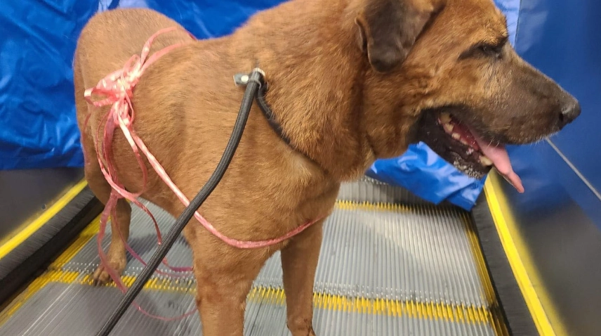 濕糧狗推薦 濕糧狗推薦