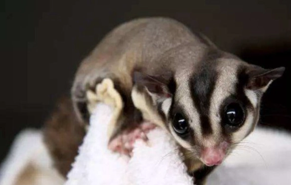 蜜袋鼯飼養困難