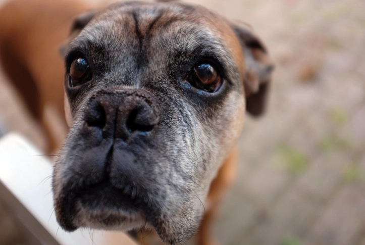 老年犬健康護理