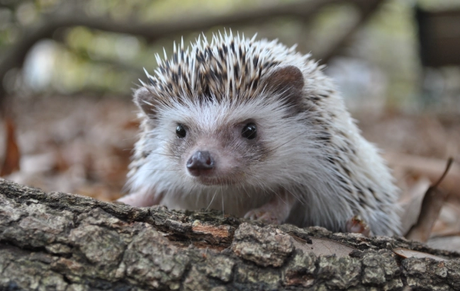 刺蝟鼠照顧 刺蝟鼠照顧