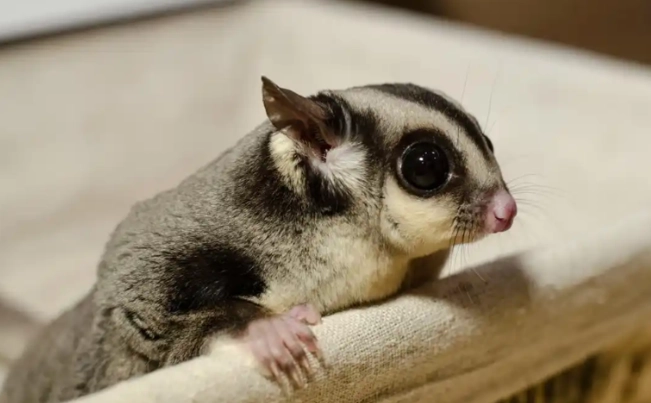 蜜袋鼯健康問題