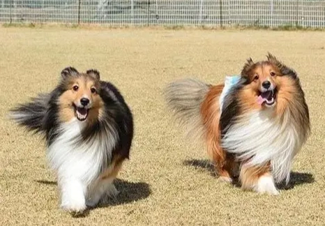 喜樂蒂牧羊犬壽命