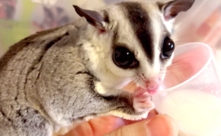 蜜袋鼯有毒食物