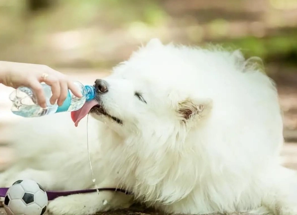 狗狗喝水不足症狀