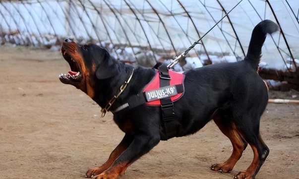 罗威纳犬优缺点