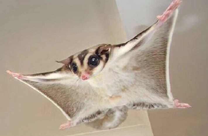 蜜袋鼯飲食禁忌 蜜袋鼯飲食禁忌