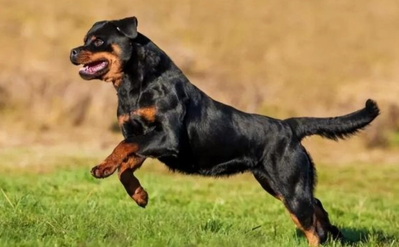 延長羅威納犬壽命